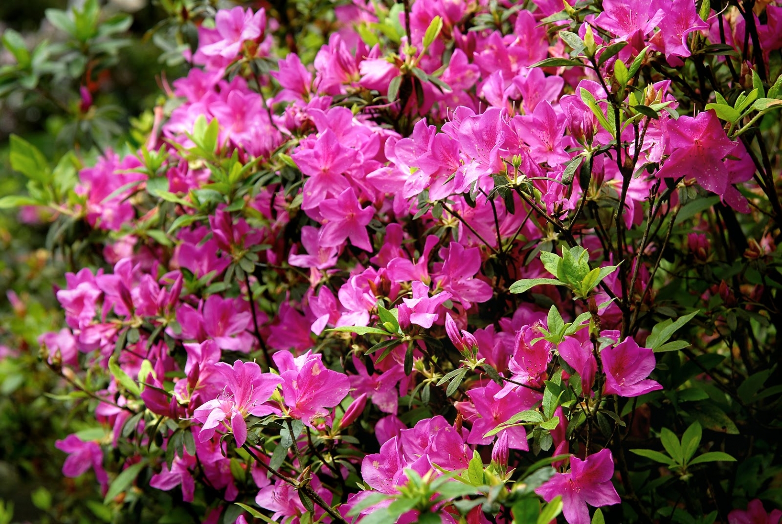 Der Rhododendronpark ist im Mai ein einziges Blütenmeer.