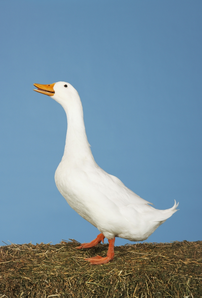 Die urbane Legende von der Gans in Bremen