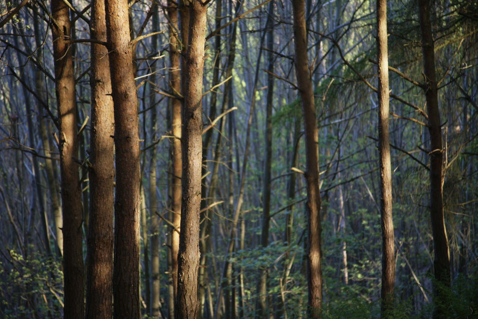 Der Verfluchte Wald von Transylvania