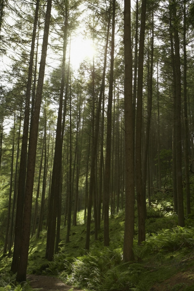 Wälder sind oft dunkel und gruselig